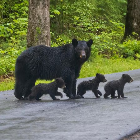Papa Bear, Hot Tub, Wifi, 1089 Free Tickets Each Paid Day, Dollywood And More Sevierville Exterior foto